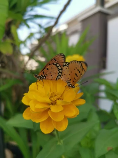 Tawny Coster Schmetterling Paart Sich Auf Der Zinnia Blume — Stockfoto