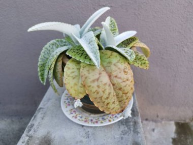 Kalanchoe gastonic-bonnieri sulu 