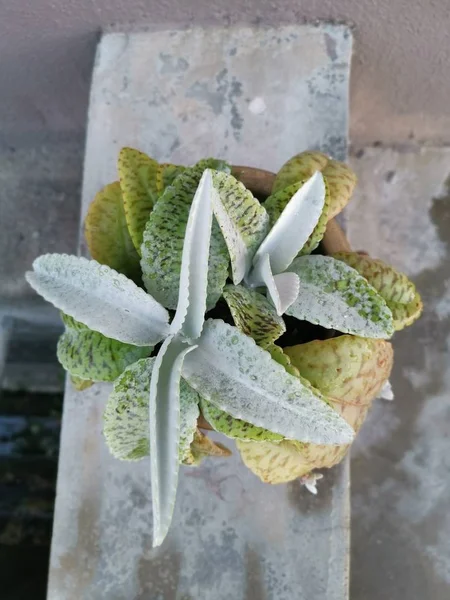 Kalanchoe Gastonic Bonnieri Suckulent — Stockfoto