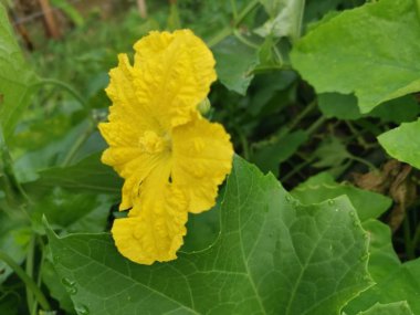 sarmaşık luffa bitkisine ve çiçeğe tırmanmak