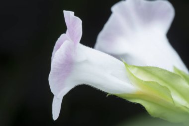 Beyaz sarı / pembe benekli yakın çekim torenia fournieri lind