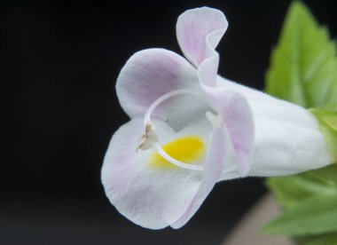 Beyaz sarı / pembe benekli yakın çekim torenia fournieri lind