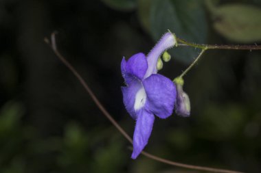 Yakın plan asistasya gangetica çiçeği. 