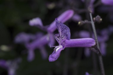 Mor renkli küçük Mona lavantasının yakın plan çekimi. 