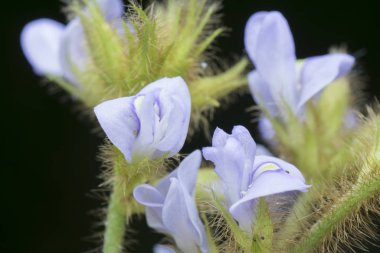 Glicine tabacina çiçeğinin yakın plan çekimi