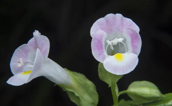 Közelkép Fehér Sárga Rózsaszín Foltok Torenia Fournieri Hárs — Stock Fotó