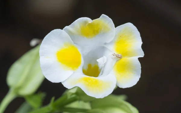 Close Met Witte Gele Roze Vlekken Torenia Fournieri Lind — Stockfoto