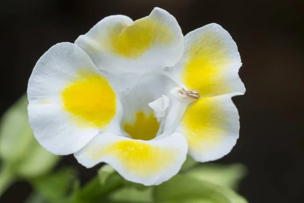 Primer Plano Con Manchas Blancas Amarillas Rosadas Torenia Fournieri Lind —  Fotos de Stock