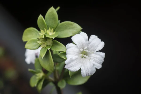 小さな白いセリッサ フェティダの花と — ストック写真
