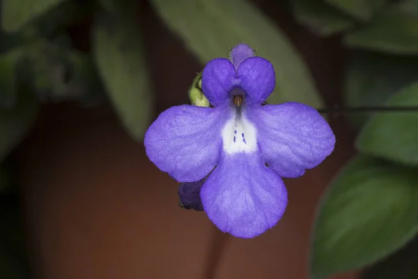 Close Seup Shot Asystasia Gangetica Flower — Stok Foto