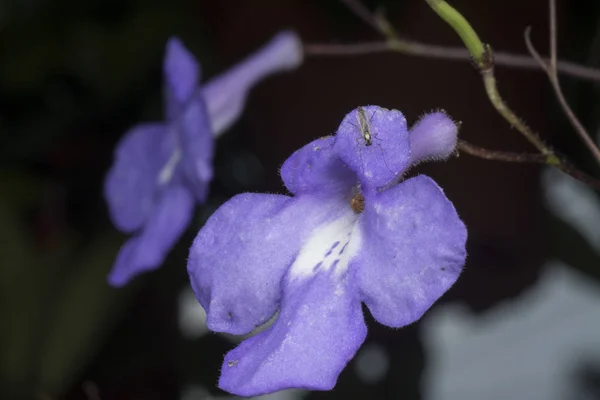 Närbild Bild Bild Asystasia Gangetica Blomma — Stockfoto