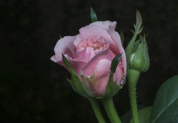 Nahaufnahme Von Winzigem Lila Mona Lavendel — Stockfoto