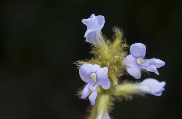 Primer Plano Flor Glicina Tabacina — Foto de Stock