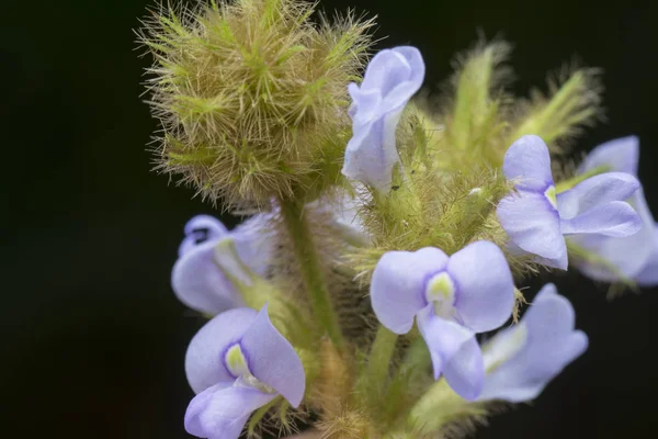 Closeup Shot Glycine Tabacina Flower — Stock Photo, Image