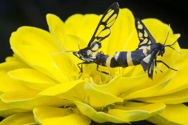 Papillons Nuit Tigre Accouplement Sur Fleur Zinnia — Photo