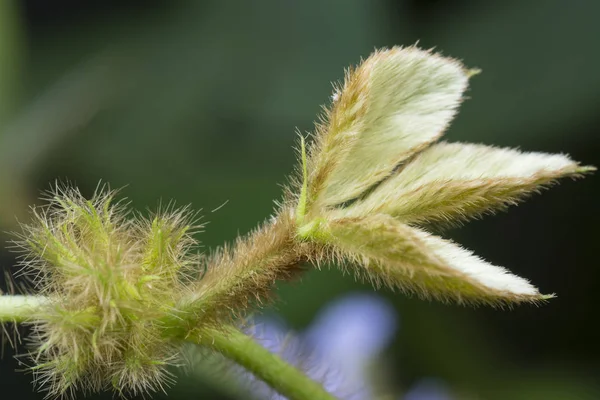 Nahaufnahme Von Glycine Tabacina Blume — Stockfoto