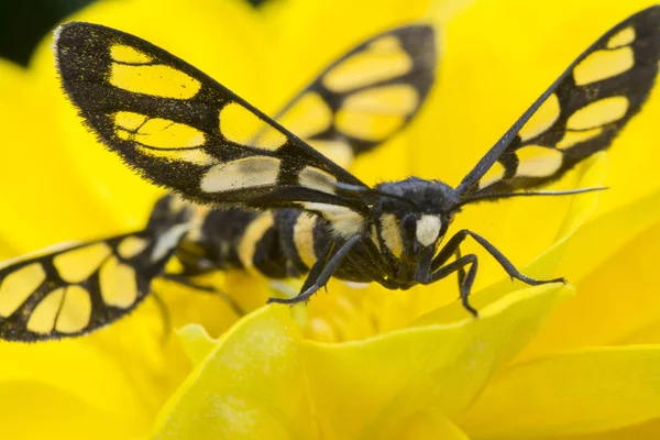 Πεταλούδες Τίγρεις Ζευγαρώνουν Ζίνια Λουλούδι — Φωτογραφία Αρχείου