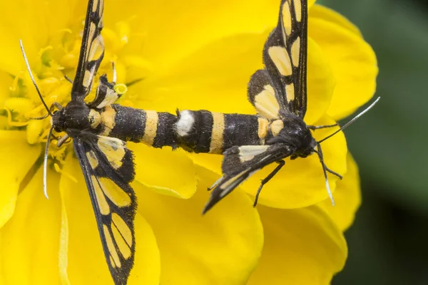 Πεταλούδες Τίγρεις Ζευγαρώνουν Ζίνια Λουλούδι — Φωτογραφία Αρχείου