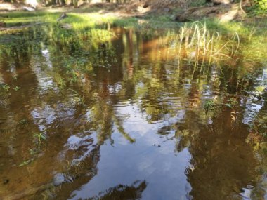 Vahşi yeşil yapraklar yağmur suyuyla doldu.