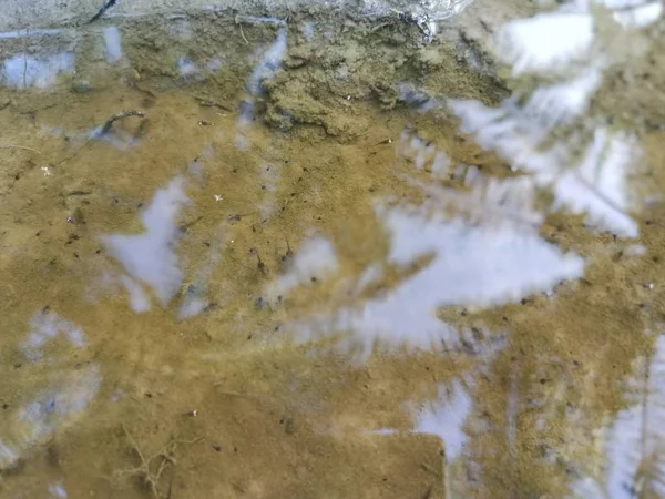 水たまりの表面にあるオタマジャクシは — ストック写真
