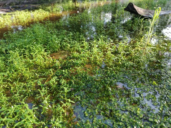 Άγριο Πράσινο Φύλλωμα Πλημμυρισμένο Νερό Βροχής — Φωτογραφία Αρχείου