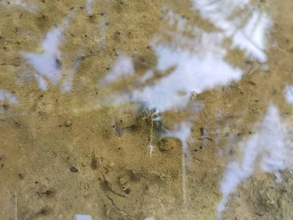 Tadpoles Surface Puddle — 图库照片