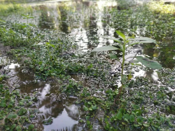Дикая Зеленая Листва Заполненная Дождевой Водой — стоковое фото