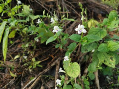 asistasya gangetica yabani otlar hızla büyüyor