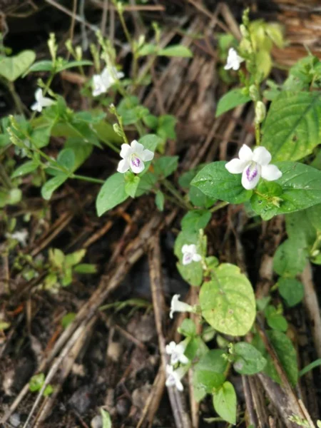 Asystasia Gangetica Mauvaises Herbes Poussant Sauvagement — Photo