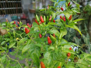 Bir dal dolusu taze kuş gözü biberi.