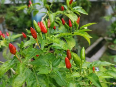 Bir dal dolusu taze kuş gözü biberi.