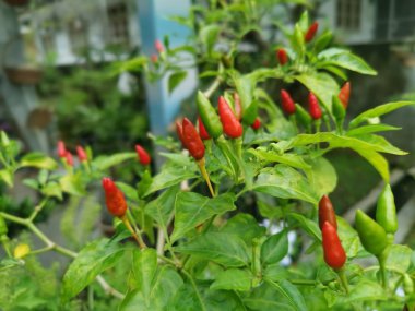 Bir dal dolusu taze kuş gözü biberi.