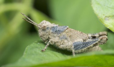 Kahverengi çekirgenin yakın plan çekimi.