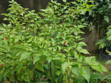 Bir dal dolusu taze kuş gözü biberi.