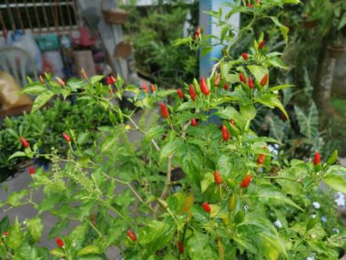 Bir dal dolusu taze kuş gözü biberi.