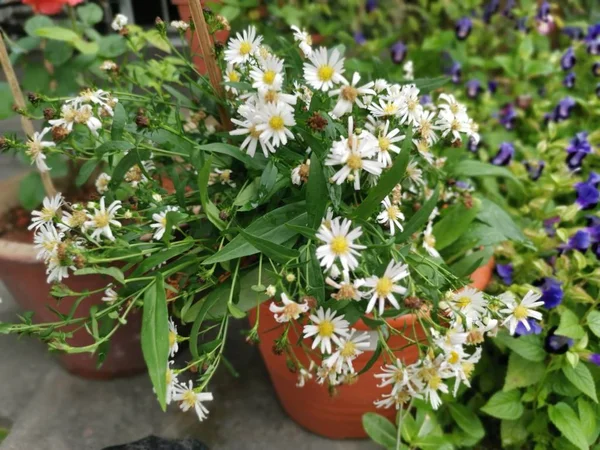 Fleurs Marguerite Michaelmas Blanches — Photo