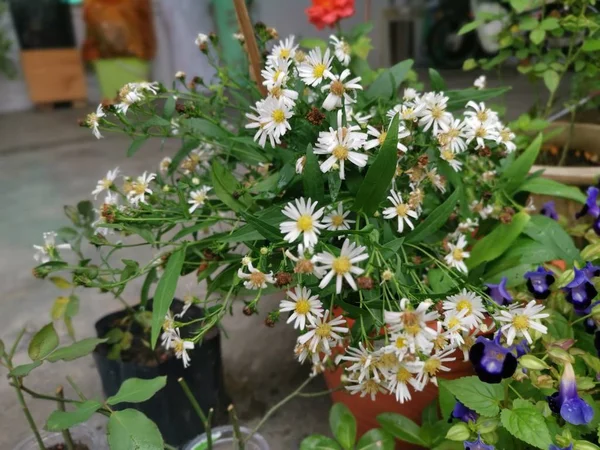 Fleurs Marguerite Michaelmas Blanches — Photo