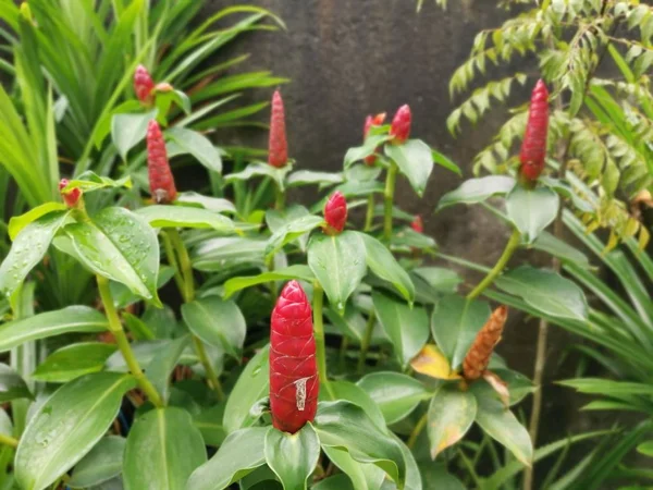 indian head ginger plant