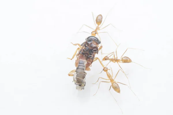 Semut Kuning Gila Menangkap Mangsa Untuk Makanan — Stok Foto