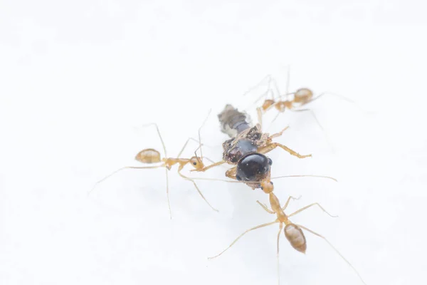 Semut Kuning Gila Menangkap Mangsa Untuk Makanan — Stok Foto