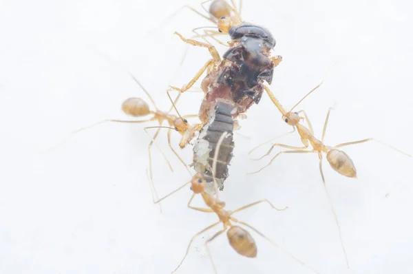 黄色的疯狂蚂蚁捕获了一个猎物作为食物 — 图库照片
