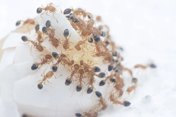Banyak Semut Tukang Kayu Memakan Telur Kadal Yang Rusak — Stok Foto