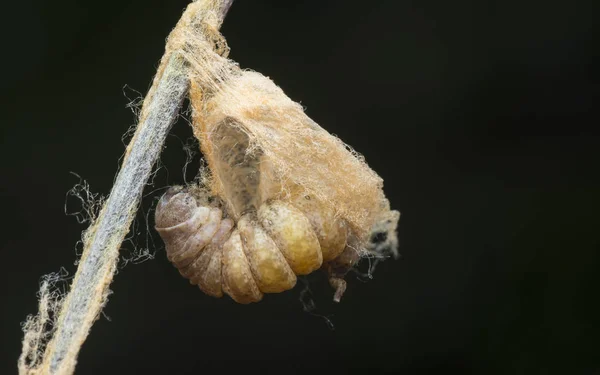 Brown Web Cocoon Caterpillar Butterfly — Stock Photo, Image