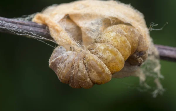 Brun Spindelväv Kokong Larv Fjäril — Stockfoto