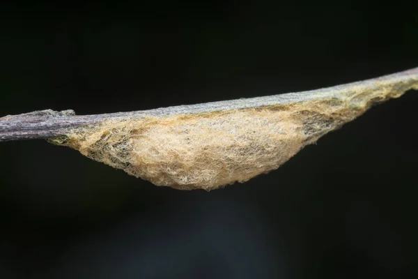 Casulo Lagarta Marrom Web Borboleta — Fotografia de Stock