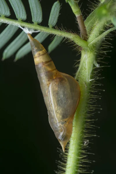 Närbild Bild Bild Puppa Eurema Fjäril — Stockfoto