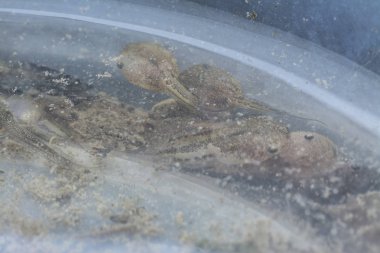 Plastik kabın içindeki kurbağa yavrusunun yakın çekimi