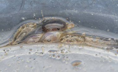 Plastik kabın içindeki kurbağa yavrusunun yakın çekimi