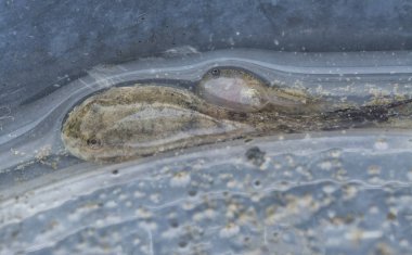 Plastik kabın içindeki kurbağa yavrusunun yakın çekimi