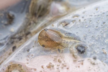 Plastik kabın içindeki kurbağa yavrusunun yakın çekimi